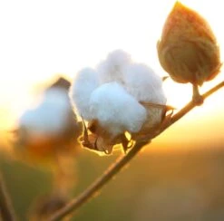 Air Wick Freshmatic Automatische Spray Luchtverfrisser - Pure Zachtheid Van Katoen Navulling - 3 Stuks - Voordeelverpakking -Schoonmaakartikelen Winkel 1200x1183 4